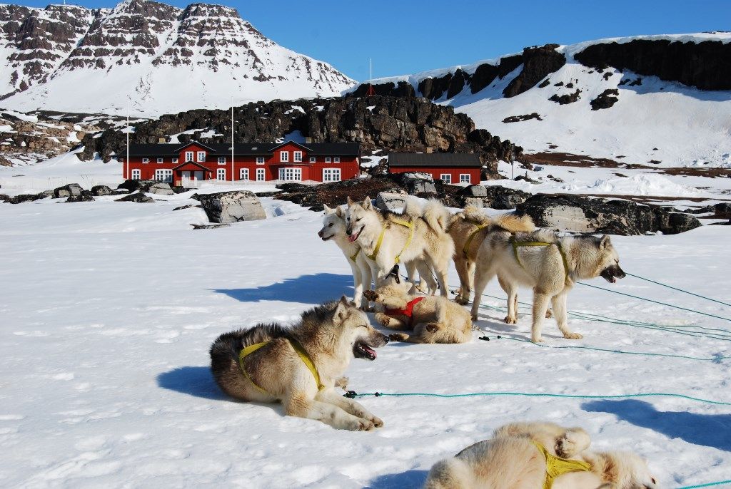 Psy v Grónsku